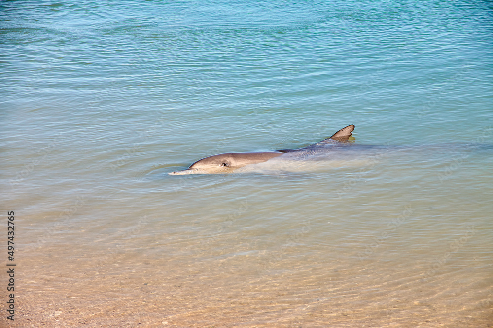 Fototapeta premium Delphin, Delfin