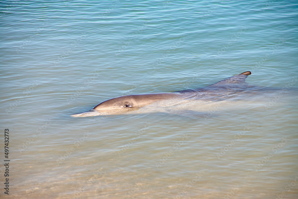 Fototapeta premium Delfin, Delphin