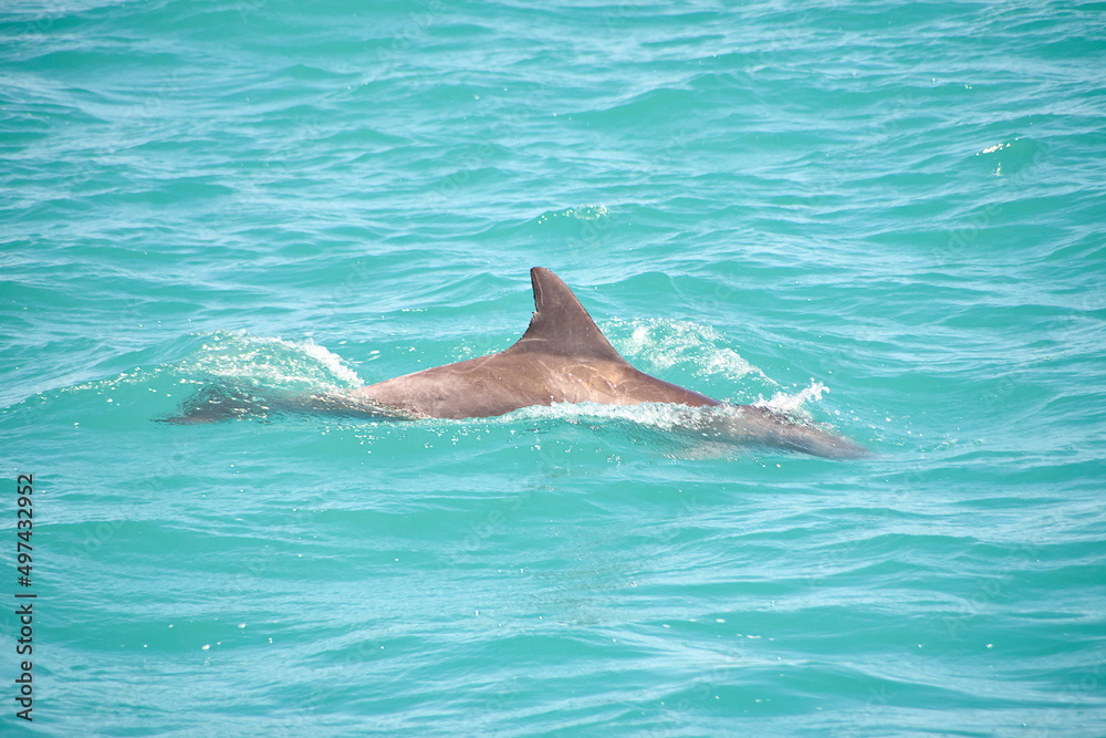 Obraz premium Delphin, Delfin