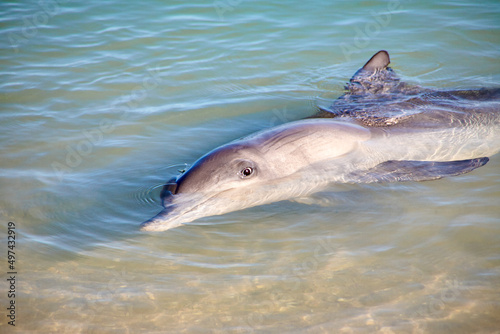 Delphin, Delfin