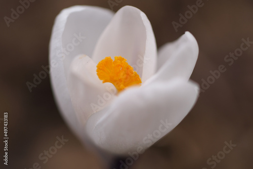 白いクロッカスの花のクローズアップ
