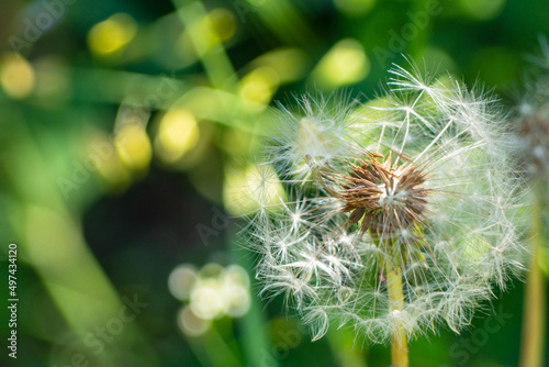 A lonely dandelion with a few seeds blown away by the wind on a green background. Dandelion seeds close-up on a natural blurred background. White fluffy dandelions  natural green spring background