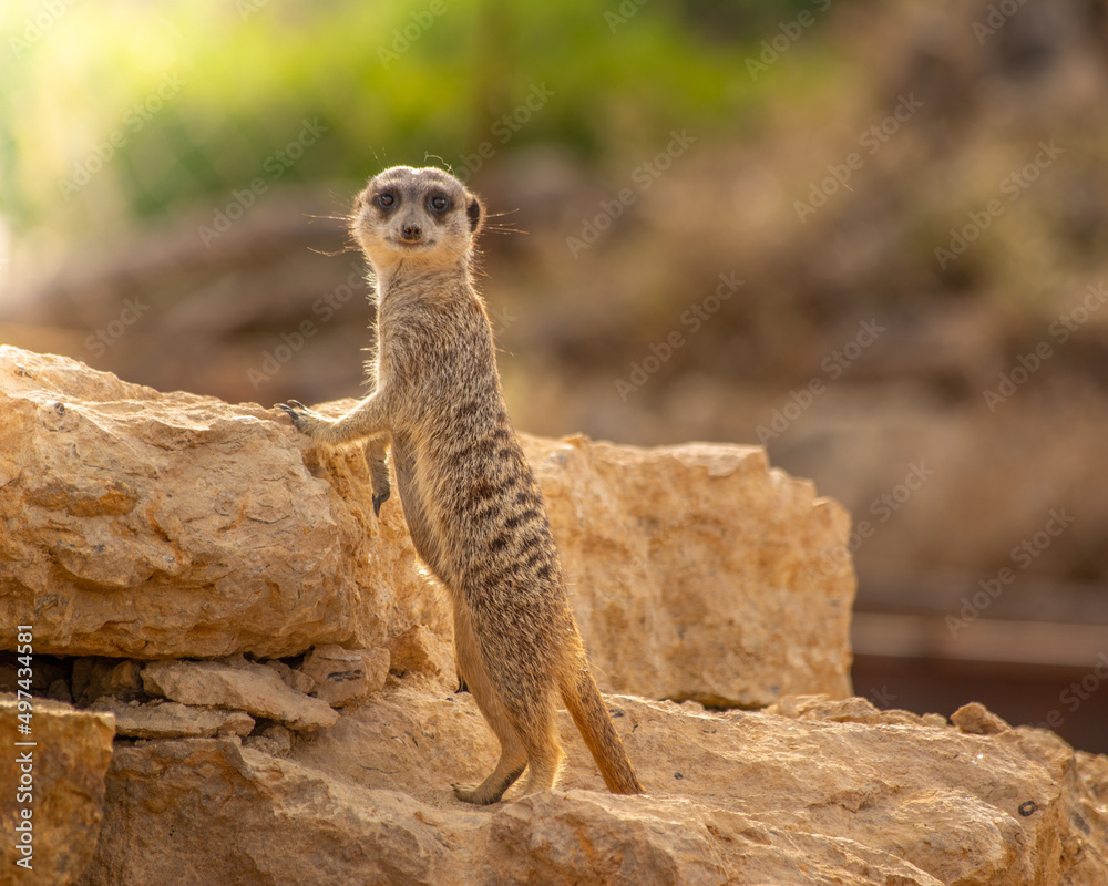 Fototapeta premium Suricate