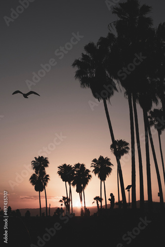 Los Angeles - Venice Beach - Palmen