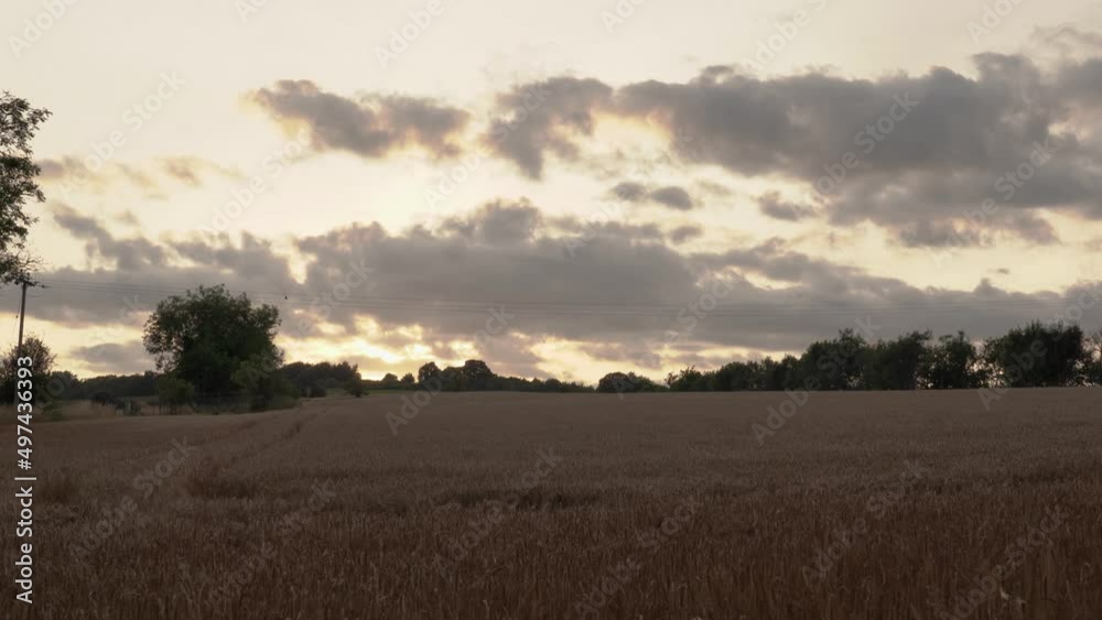 A crop field in the dusk light A crop field in the dusk light