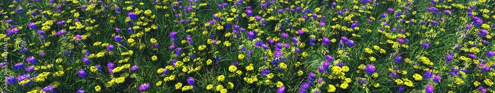 Beautiful meadow with flowers, floral lawn texture, 3d rendering Beautiful meadow with flowers, floral lawn texture, 3d rendering