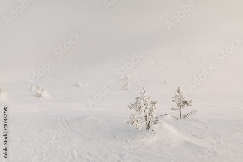 Morning winter landscape of a snow-covered hill in fog with small pines in frost