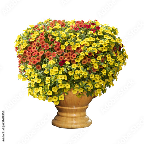 Calibrachoas rouges et jaunes dans un pot