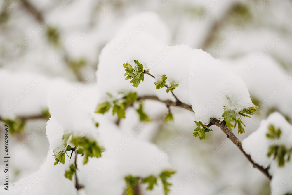 Frühlingserwachen im April, Knospen mit Schnee Frühlingserwachen im April, Knospen mit Schnee