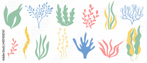 Algae set. Hand drawn collection of colored algae. Sea plants.Vector illustration.