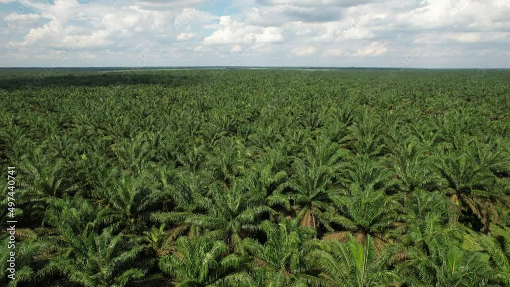 Palm Oil Tree Plantation view from above Palm Oil Tree Plantation view from above
