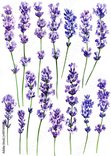 Lavender flowers set on isolated white background  watercolor illustration. Provence flowers collection