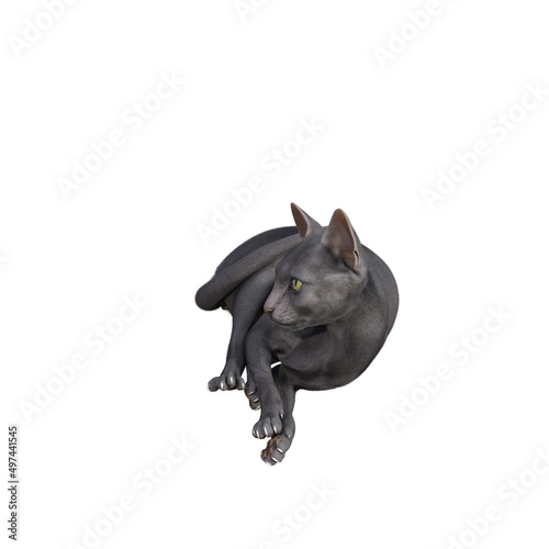 Sphynx cat isolated on white background. 3d rendering-illustration. © W.S. Coda