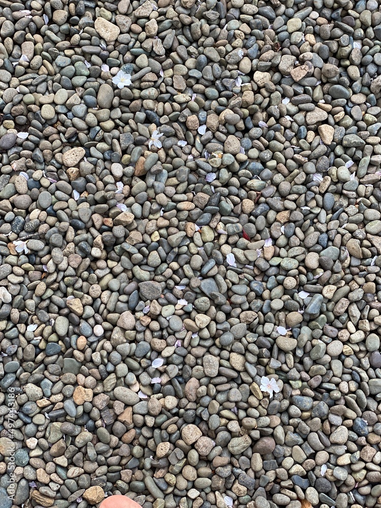 Sakura petals on the stone ground, Nezu shrine, Tokyo Japan, spring 2022 Sakura petals on the stone ground, Nezu shrine, Tokyo Japan, spring 2022