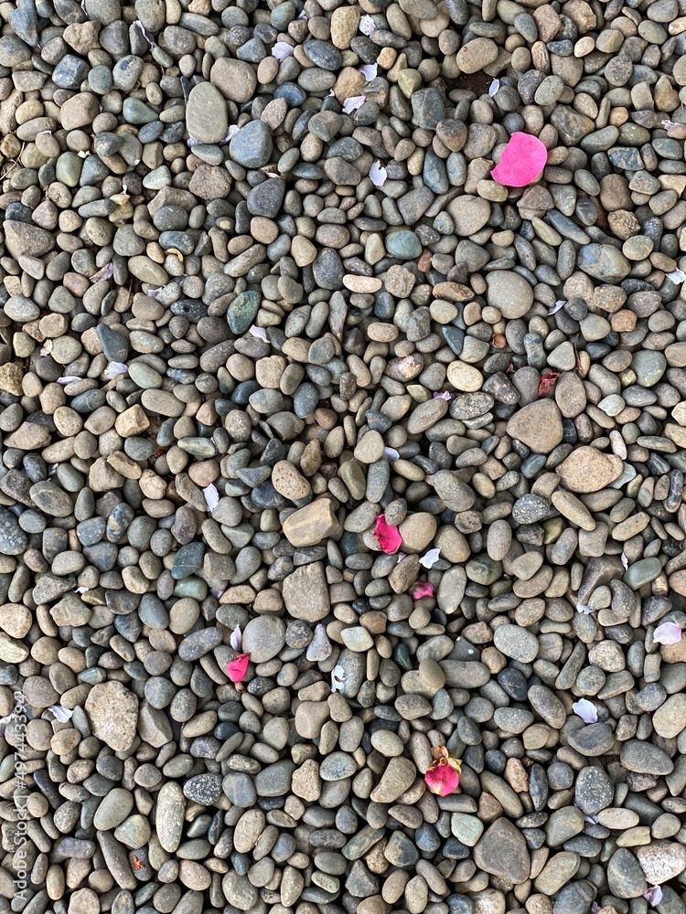 Sakura petals on the stone ground, Nezu shrine, Tokyo Japan, spring 2022 Sakura petals on the stone ground, Nezu shrine, Tokyo Japan, spring 2022