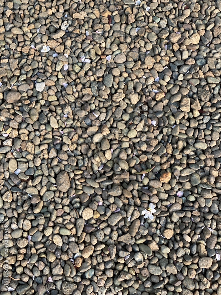 Sakura petals on the stone ground, Nezu shrine, Tokyo Japan, spring 2022 Sakura petals on the stone ground, Nezu shrine, Tokyo Japan, spring 2022