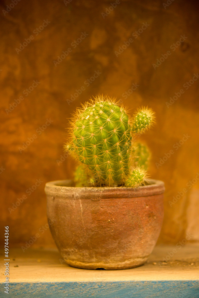 cactus cactus
