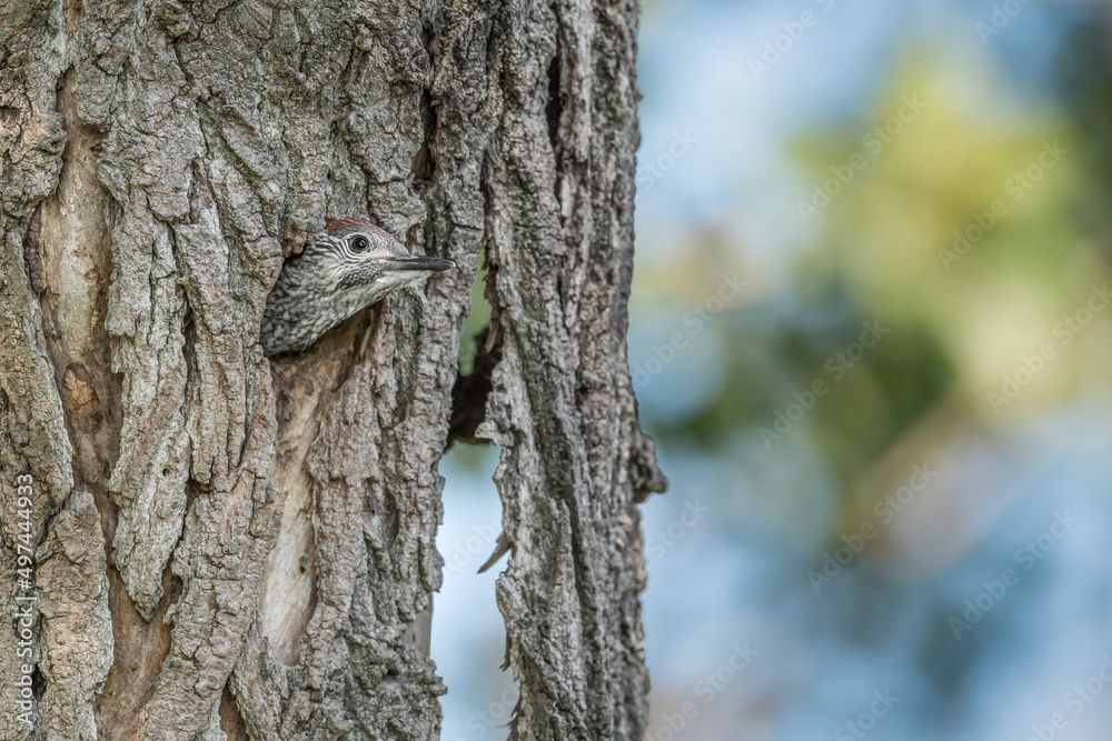 Fototapeta premium Young green spotted woodpecker waits mom to feed (Picus virdis)