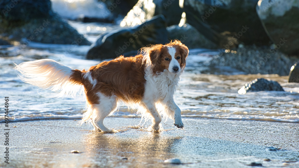 Kooikerhondje dog on the beach with evening light