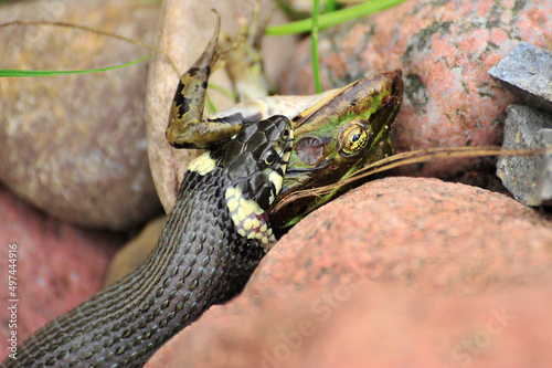 
Schlange frisst Frosch