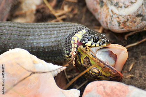 
Schlange frisst Frosch