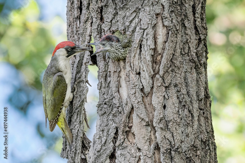 Nesting time for the European green woodpecker (Picus virdis) photo