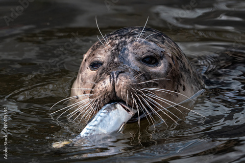 Harbor Seal (Phoca vitulina) with caught fish