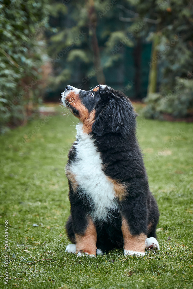 Fototapeta premium Bernese Mountain Dog puppy sitting on green grass on the lawn.