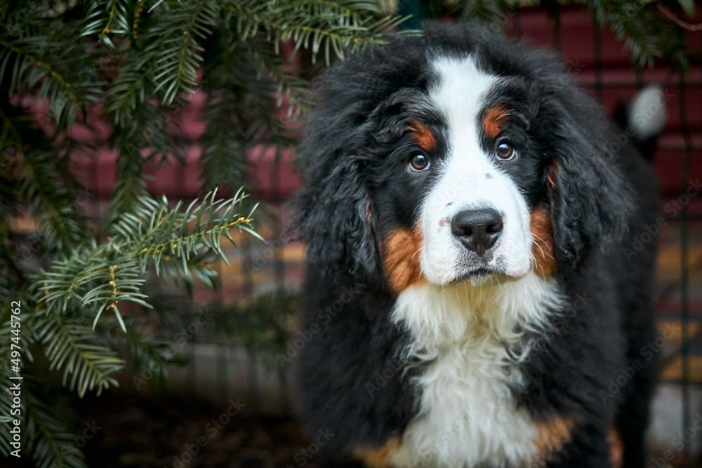 Portrait of a Bernese Mountain Dog puppy.