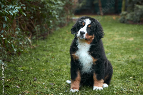 Bernese Mountain Dog puppy sitting on green grass on the lawn.