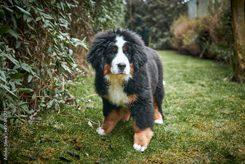 Bernese Mountain Dog puppy sitting on green grass on the lawn.