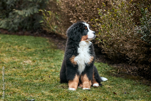 Bernese Mountain Dog puppy sitting on green grass on the lawn. © Oleg