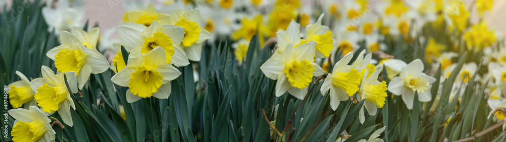 Obraz premium Easter floral flowers background panorama long - Beautiful blooming yellow daffodils (Narcissus pseudonarcissus), spring meadow