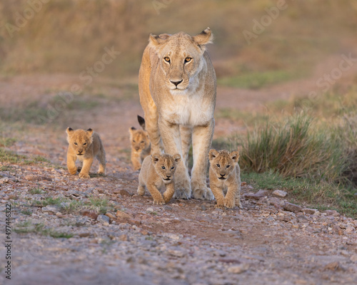Lioness standing with four young cubs around her.  