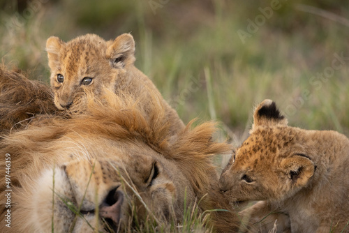 Two young lion cubs playing with their Dad's mane.  