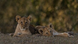 Two young lion cubs lying down with green bokeh background.  