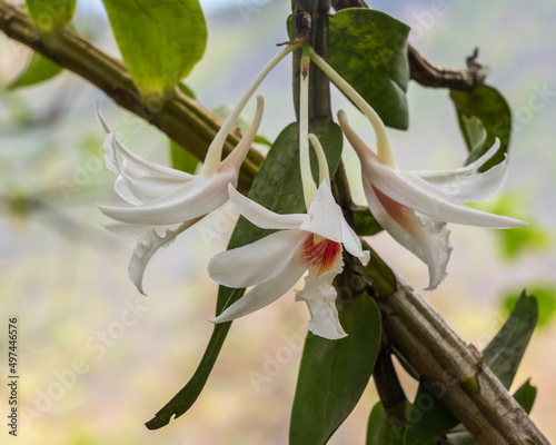 Closeup view of beautiful white and orange flowers of dendrobium draconis a tropical epiphytic orchid species blooming outdoors on natural background photo
