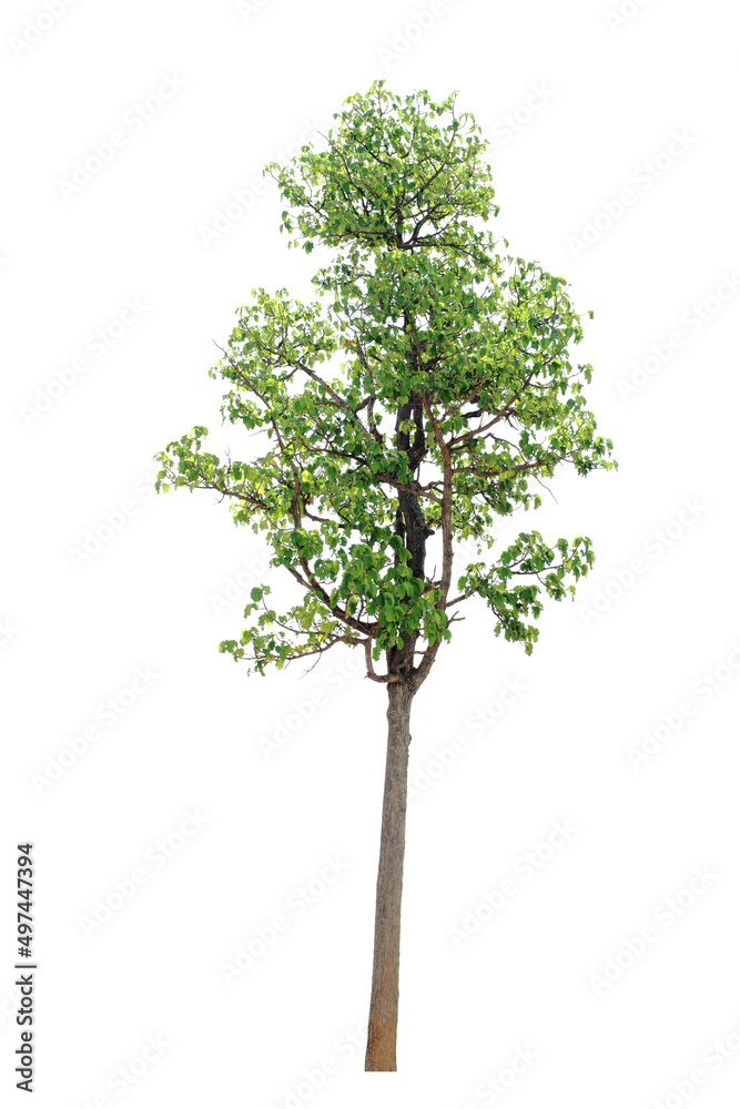 tropical green tree side view isolated on white background for landscape and architecture drawing, elements for environment and garden tropical green tree side view isolated on white background for landscape and architecture drawing, elements for environment and garden
