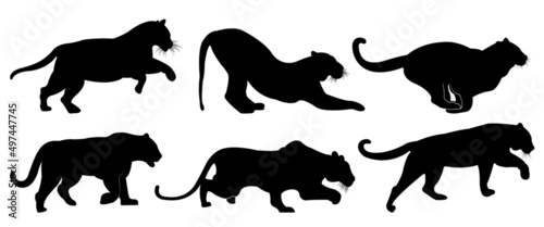 A set of tiger vector silhouettes isolated on a white background.