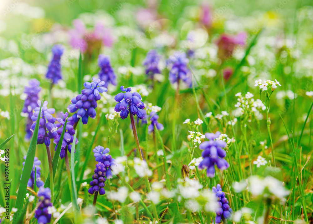 Spring garden background with muscari flowers in sunny day Spring garden background with muscari flowers in sunny day