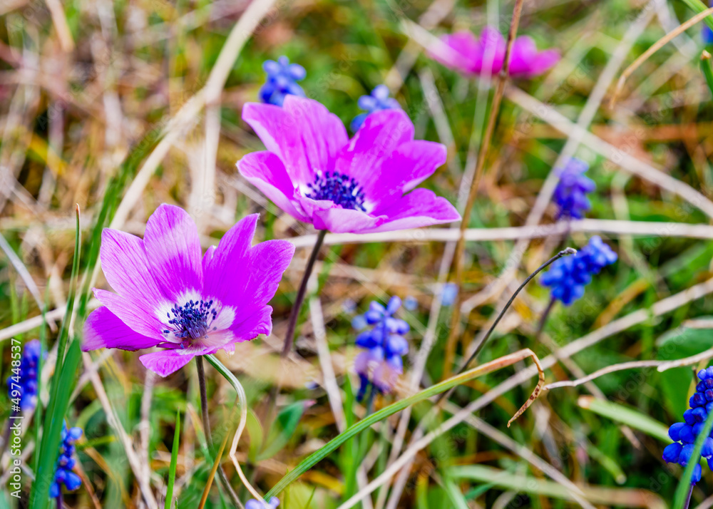 Sring nature background with wild flowers Sring nature background with wild flowers