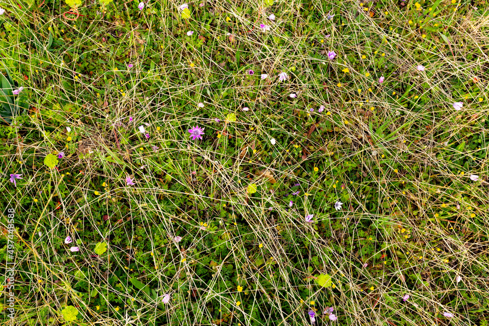 Texture of green grass. Natural background.