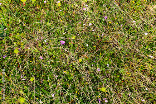 Texture of green grass. Natural background. photo