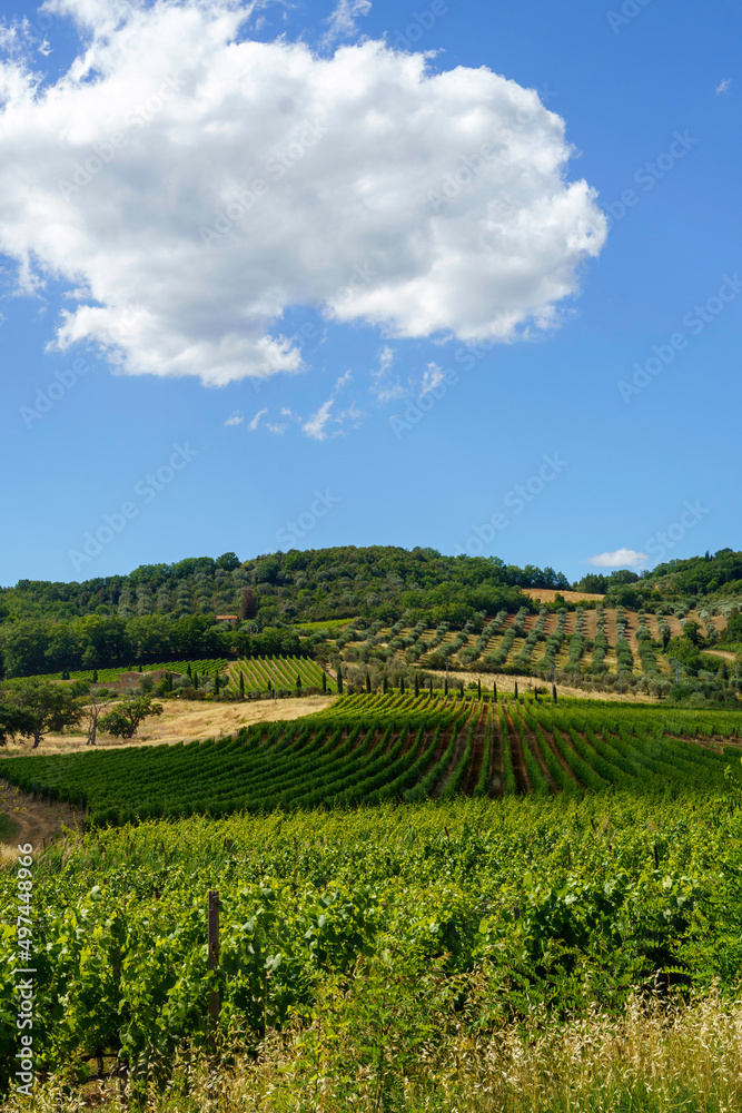 Rural landscape near Montalcino,Siena, Tuscany