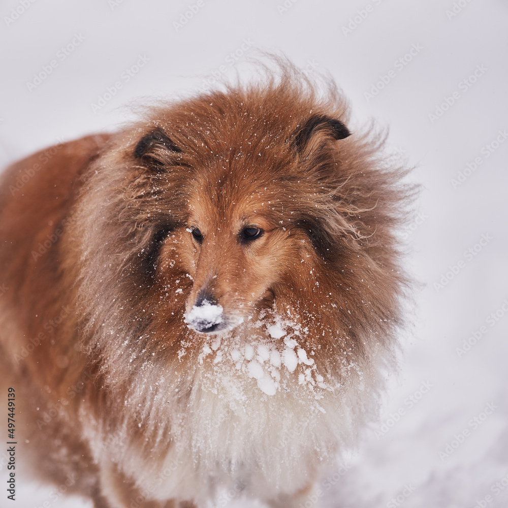 Portrait of a Scottish Shepherd in winter on a background of snow