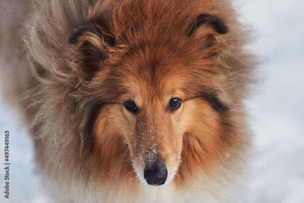 Portrait of a Scottish Shepherd in winter on a background of snow Portrait of a Scottish Shepherd in winter on a background of snow