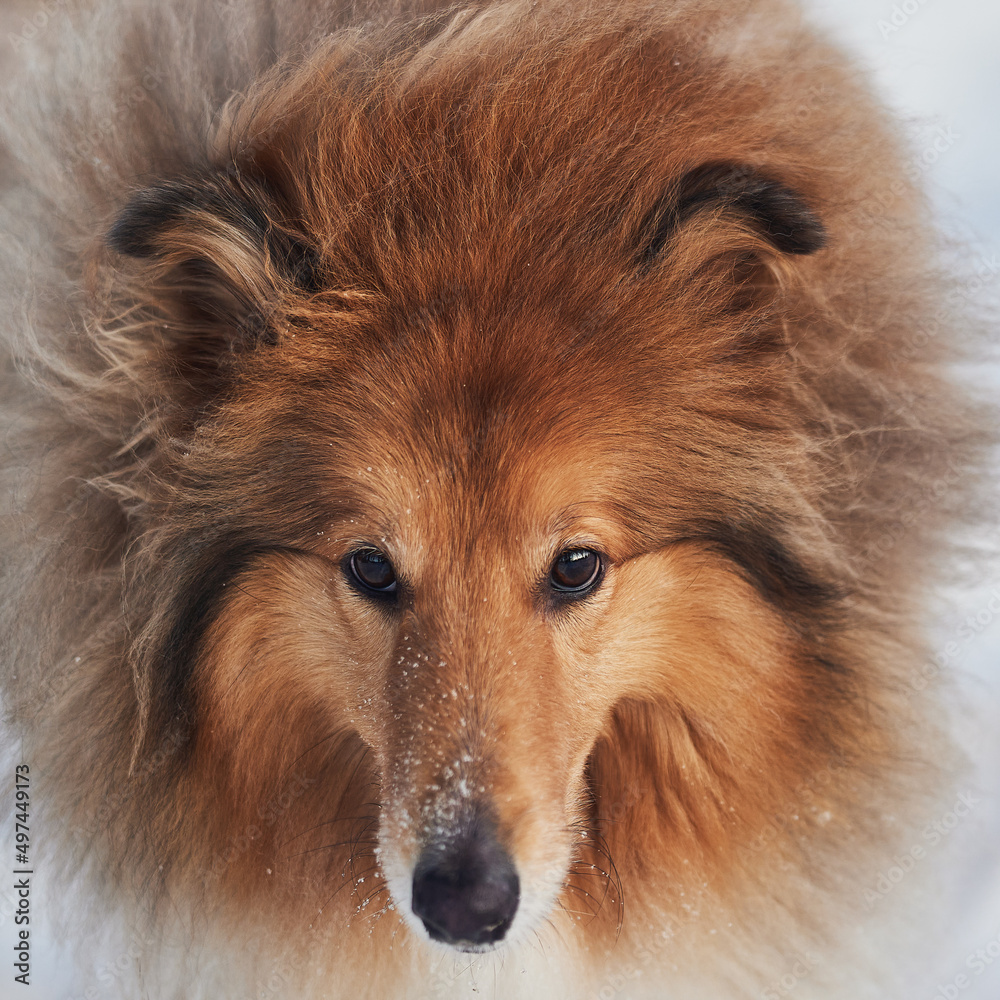 Portrait of a Scottish Shepherd in winter on a background of snow Portrait of a Scottish Shepherd in winter on a background of snow