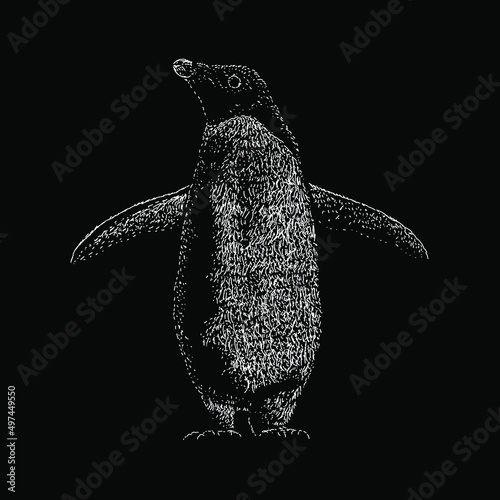 adelie penguin illustration isolated on black background