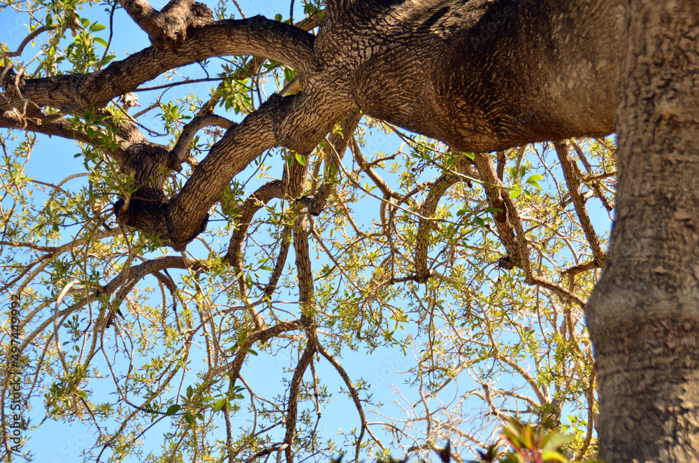 Obraz premium bajo las ramas del arbol