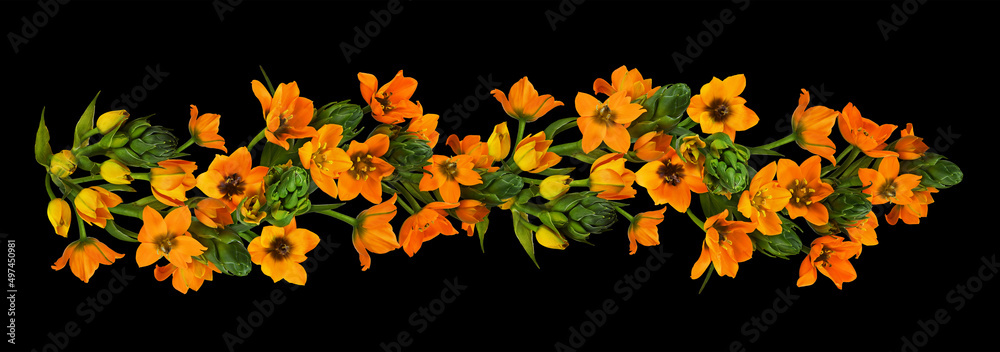 Orange ornithogalum flowers and buds in a line floral arrangement Orange ornithogalum flowers and buds in a line floral arrangement